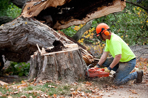 Best Tree Disease Treatment  in Hildale, UT