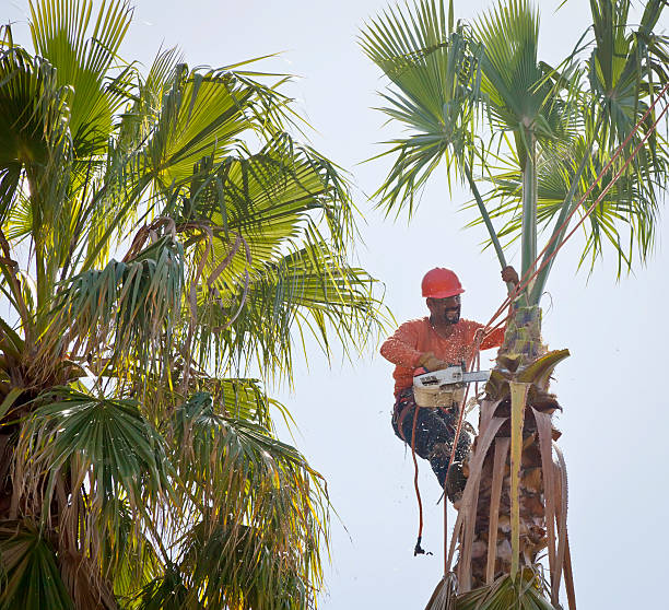 Trusted Hildale, UT Tree Services Experts