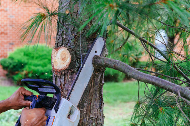 Best Storm Damage Tree Cleanup  in Hildale, UT